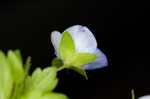 Ivyleaf speedwell